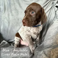 Blue Collar, a male German Shorthaired Pointer for sale in Charles City, VA – 2 of 2