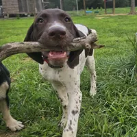 Red Collar, a male German Shorthaired Pointer for sale in Charles City, VA – 4 of 10