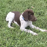 Blue Collar (formerly green), a male German Shorthaired Pointer for sale in Charles City, VA – 3 of 10