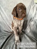 Orange Collar, a male German Shorthaired Pointer for sale in Charles City, VA – 2 of 2