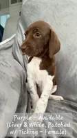 Purple Collar, a female German Shorthaired Pointer for sale in Charles City, VA – 1 of 2