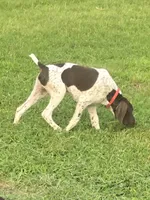 Red Collar, a male German Shorthaired Pointer for sale in Charles City, VA – 8 of 10
