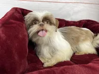 Miss Beardie, a female Shih Tzu for sale in Houston, TX – 2 of 3