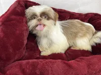 Miss Beardie, a female Shih Tzu for sale in Houston, TX – 3 of 3