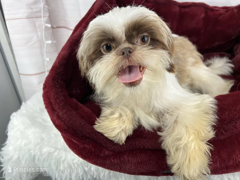 Miss Beardie – Shih Tzu puppy for sale in Houston, TX