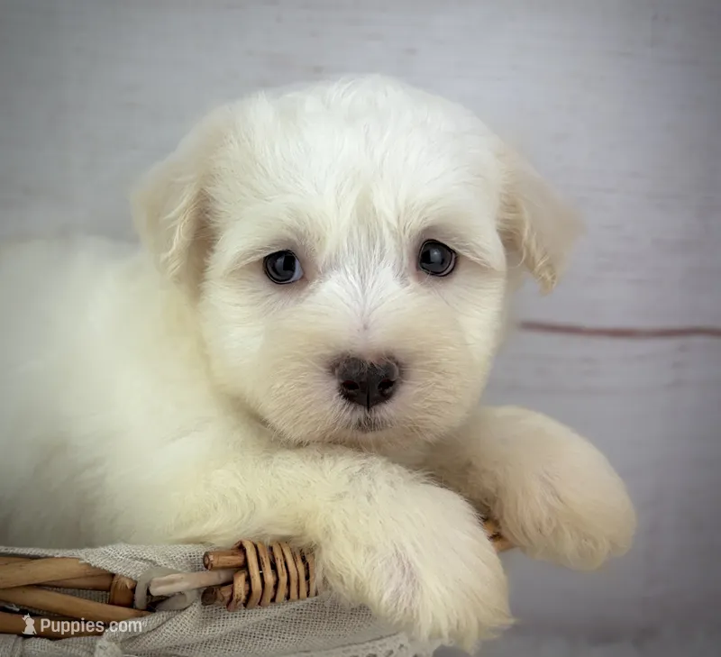 Louie – Havanese puppy for sale in Houston, TX