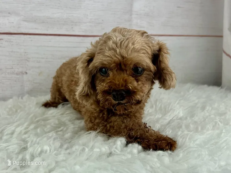 Shimmer – Poodle - Toy  puppy for sale in Houston, TX