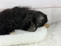 Flynn, a male Havapoo for sale in Houston, TX – 2 of 3