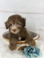 Jax, a male Havapoo for sale in Houston, TX – 4 of 4