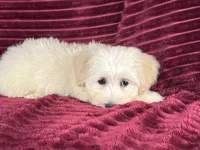 Biscotti, a female Maltipoo for sale in Houston, TX – 5 of 9