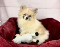 Sonic, a male Pomeranian for sale in Houston, TX – 1 of 3