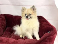 Sonic, a male Pomeranian for sale in Houston, TX – 3 of 3