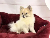 Sonic, a male Pomeranian for sale in Houston, TX – 2 of 3