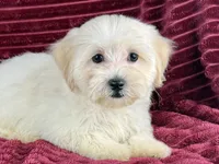 Sugar, a female Maltipoo for sale in Houston, TX – 2 of 3