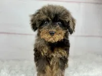 Hope, a female Cavapoo for sale in Houston, TX – 3 of 6