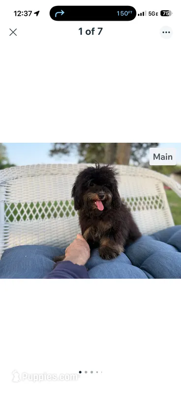 Gabriel – Cavapoo puppy for sale in Houston, TX
