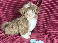 Gator, a male Havanese for sale in Houston, TX – 6 of 8