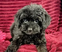 Basil, a female Maltipoo for sale in Houston, TX – 3 of 3