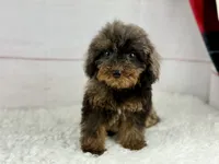 Hope, a female Cavapoo for sale in Houston, TX – 2 of 6