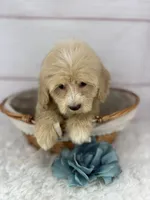 Captain, a male Havapoo for sale in Houston, TX – 6 of 7