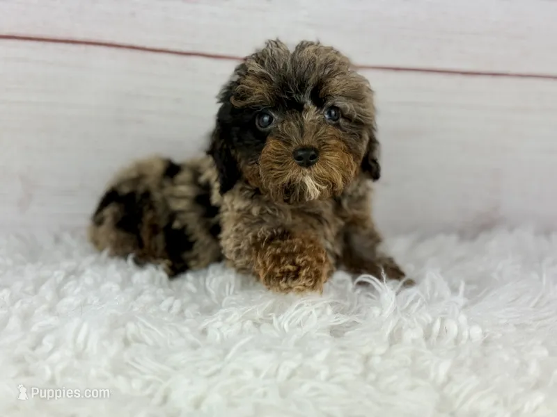 Faith – Cavapoo puppy for sale in Houston, TX