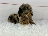 Faith, a female Cavapoo for sale in Houston, TX – 1 of 8