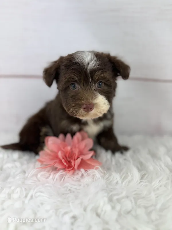 Olive – Havanese puppy for sale in Houston, TX