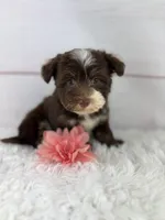 Olive, a female Havanese for sale in Houston, TX – 1 of 9