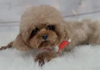 Shimmer, a female Poodle - Toy  for sale in Houston, TX – 1 of 2
