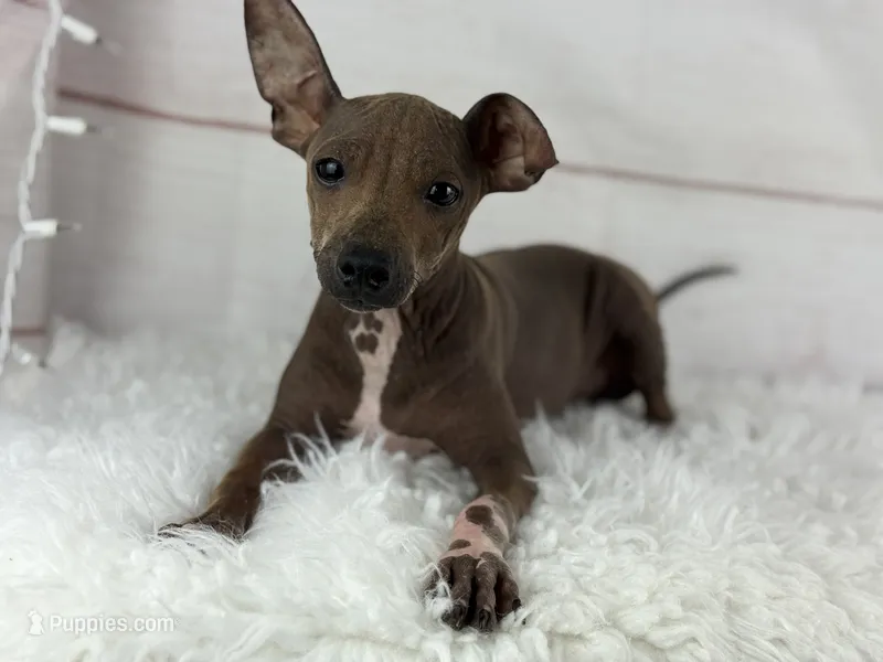 Roux – American Hairless Terrier puppy for sale in Houston, TX