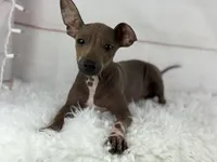 Roux, a male American Hairless Terrier for sale in Houston, TX – 1 of 7