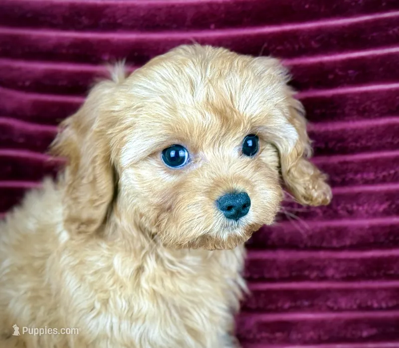 Gideon – Cavapoo puppy for sale in Houston, TX