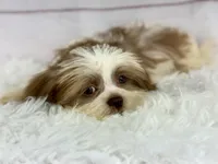 Aero, a male Shih Tzu for sale in Houston, TX – Photo 6 of 8