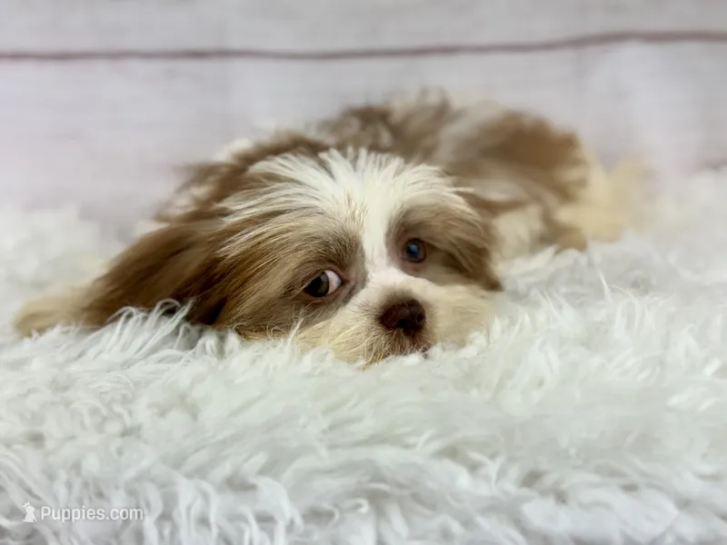 Aero – Shih Tzu puppy for sale in Houston, TX