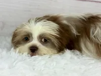 Aero, a male Shih Tzu for sale in Houston, TX – Photo 4 of 8