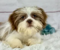 Aero, a male Shih Tzu for sale in Houston, TX – Photo 2 of 8