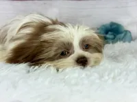 Aero, a male Shih Tzu for sale in Houston, TX – Photo 8 of 8