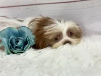 Aero, a male Shih Tzu for sale in Houston, TX – Photo 7 of 8