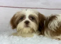 Aero, a male Shih Tzu for sale in Houston, TX – Photo 3 of 8