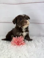Olive, a female Havanese for sale in Houston, TX – 8 of 9
