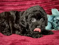 Pluto, a male Poodle - Toy  for sale in Houston, TX – 4 of 5