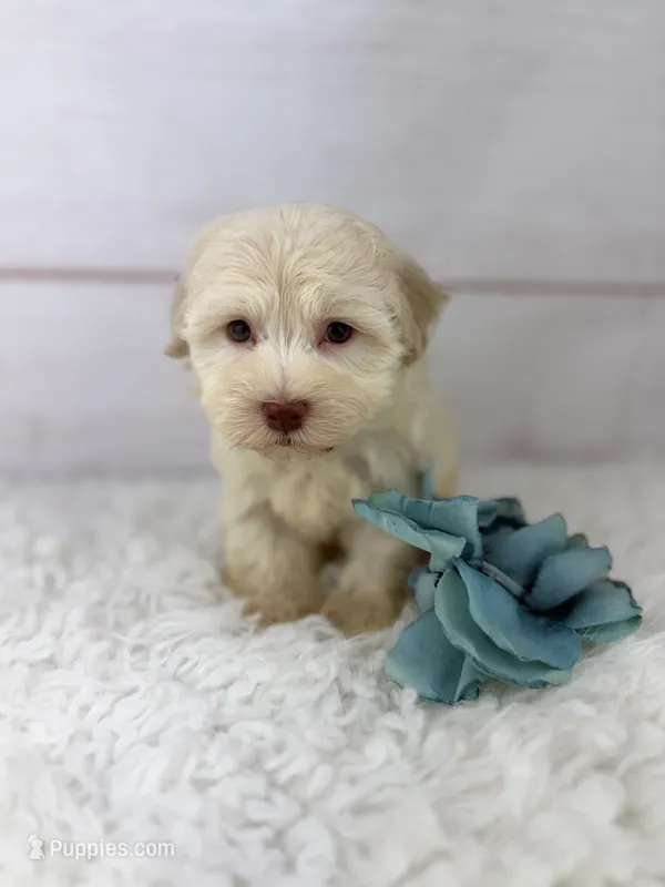 Parker – Havanese puppy for sale in Houston, TX