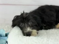Flynn, a male Havapoo for sale in Houston, TX – 3 of 3