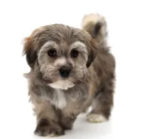 Berkley, a male Havanese for sale in Houston, TX – 2 of 5
