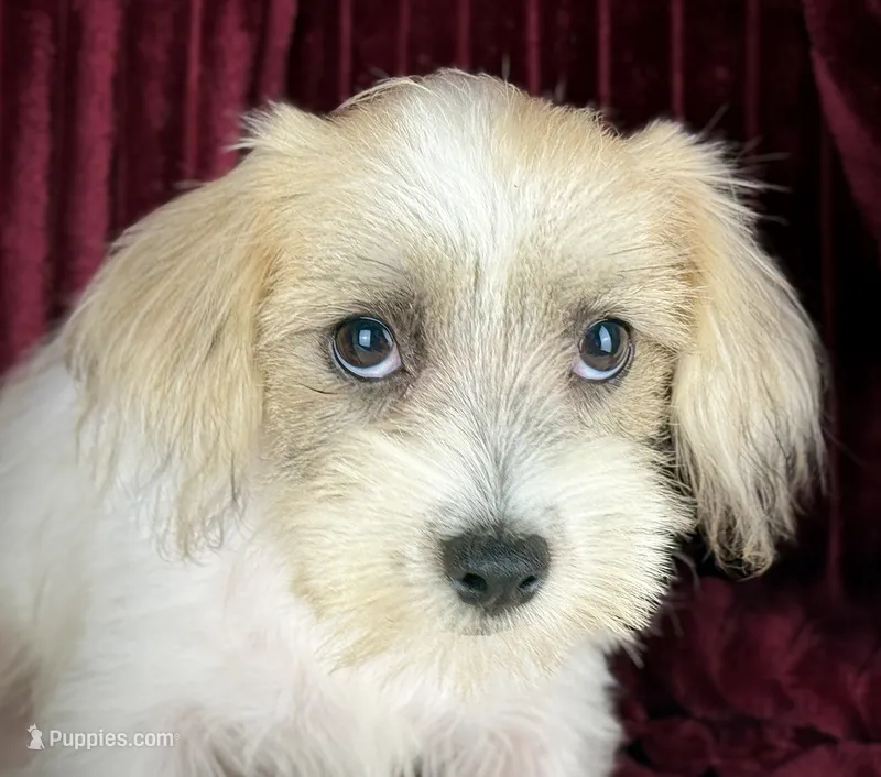Jack – Jack Russell Terrier, Maltese puppy for sale in Houston, TX
