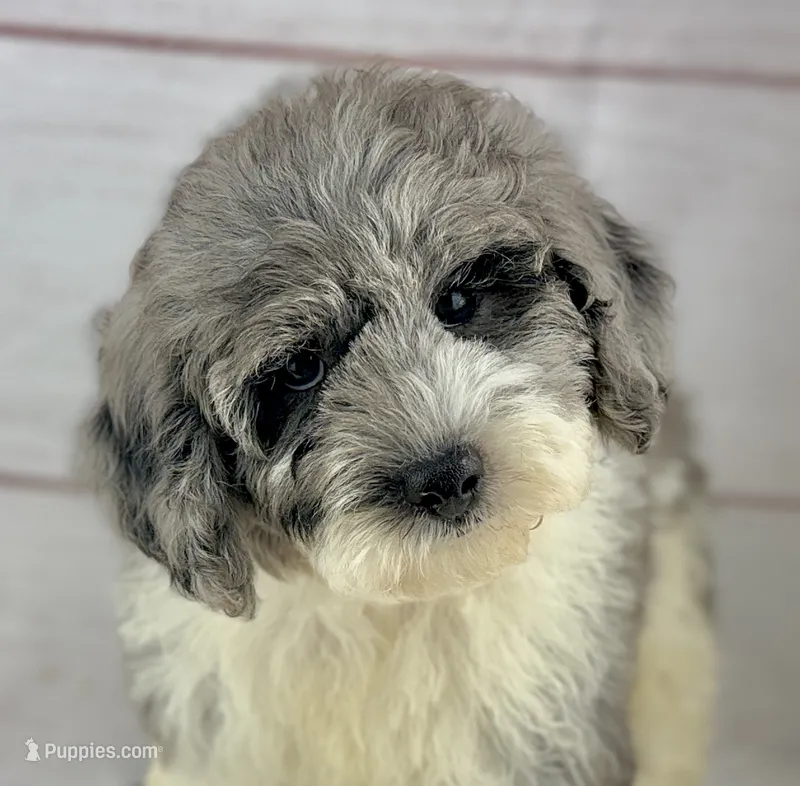 Tracker – Poochon puppy for sale in Houston, TX