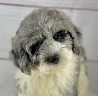 Tracker, a male Poochon for sale in Houston, TX – 1 of 4