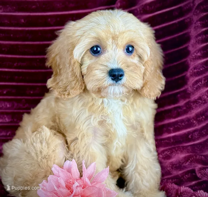 Ruthie – Cavapoo puppy for sale in Houston, TX