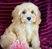 Ruthie, a female Cavapoo for sale in Houston, TX – 1 of 4