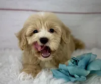 Captain, a male Havapoo for sale in Houston, TX – 2 of 7
